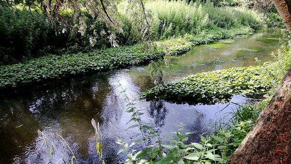 Fly fishing for trout in the river Wandle in London