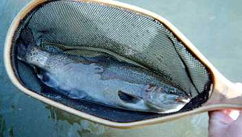 Use An Indicator Fly To Help You See Your Midge - Trout Unlimited