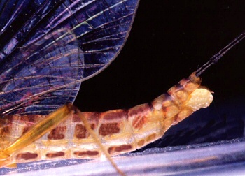The Adams Female dry fly can be used to imitate egg laying mayflies