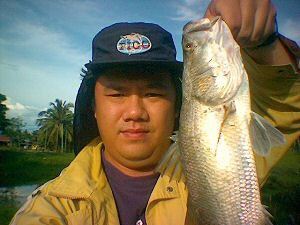 A barramundi caught on a leftys deceiver salt water flyfishing streamer fly in Malaysia