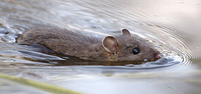 A swimming mouse is on the menu for large trout, largemouthbass, salmon and pike