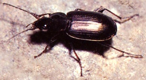 A Black Beetle