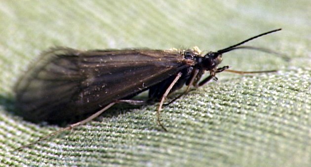 the Natural Brown Caddis adult insect sometimes known as a brown sedge