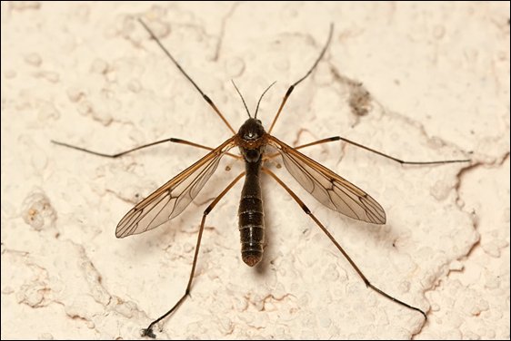 the natural black daddy longlegs crane fly