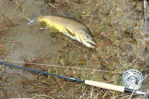 The Black Gnat Dry Fly caught this trout fishing in the in the Coleridge 
group of lakes in the Canterbury region here in the South Island of NZ