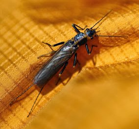 Black Stonefly Adult. Its wings are white when open 