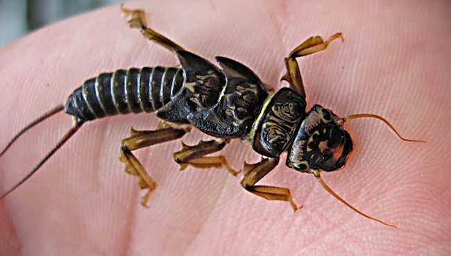 Black Stonefly Nymph crawling along the river bed