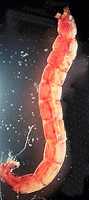 San Juan Red Bloodworm midge buzzer larva