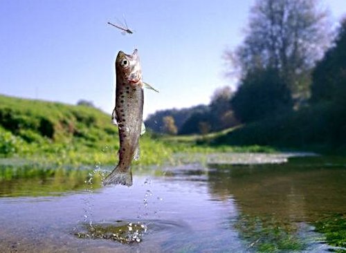 Damsel flies are eaten by trout