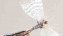 Mayfly Fan-winged Spinner fly pattern index page for Trout fishing