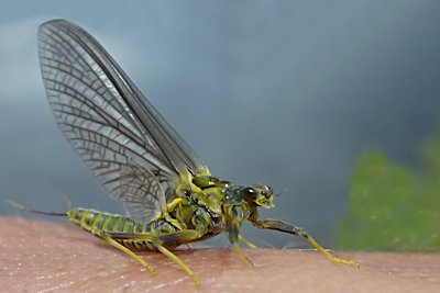 Blue Winged Olive insects are eaten by trout