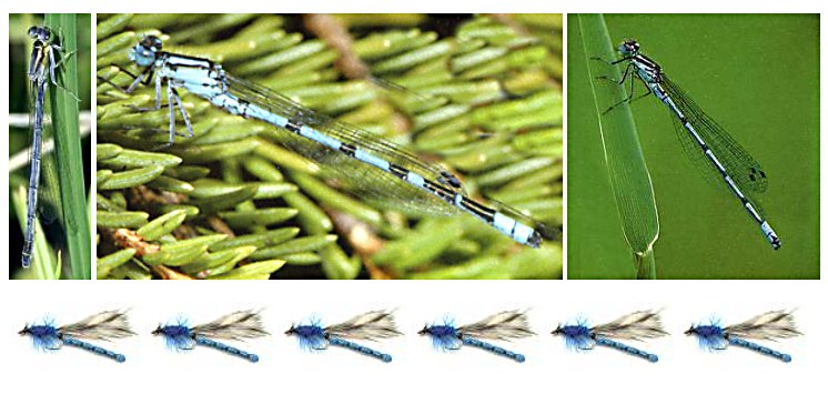 Article/SBS Blue Damsel.  Fly fishing flies pattern, Fly fishing