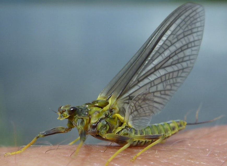 The Blue Winged Olive Fly is eaten by trout