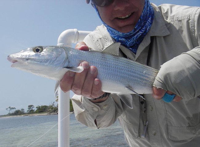 This Bonefish was caught on a Bitter crab fly pattern