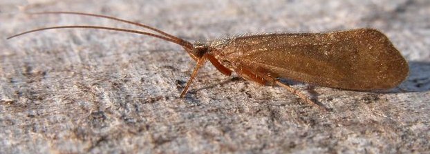 catch rainbow trout with a brown caddis flies