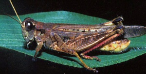 Brown grasshopper