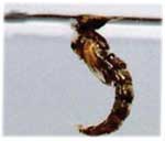 The natural Chironomid buzzer or midge suspended from the water surface film