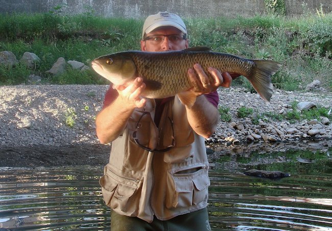 This 47cm 1.4kg chub was caught by Herve Raclot in France using a black beaded gold ribbed hare's ear nymph on hook size 10