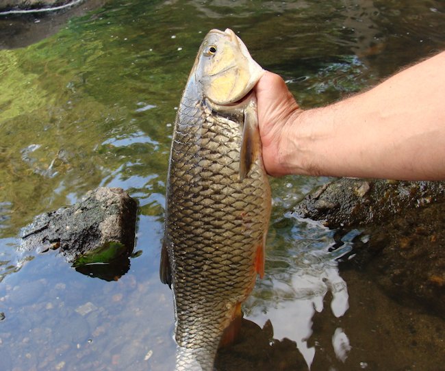 This 2kg 53cm chub was caught by Herve Raclot in France using a Brown Daddy Longleg dry fly on hook size 10