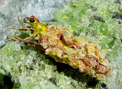 Cassed Caddis