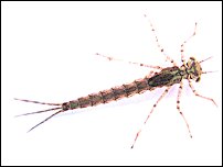 The aquatic claret damsel nymph