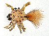 McCrab Tan Saltwater Permit Crab Fly