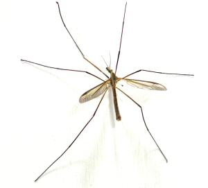 Daddy longlegs got their long legs by reusing some old evolutionary tools