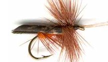 Dark Brown Horned Tent Winged Caddis Dry fly pattern