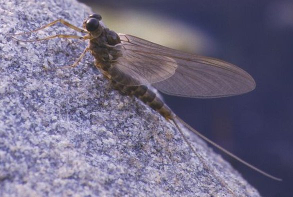 The Dark Hendrickson is a good choice to imitate the Heptagrenia Adult Mayfly