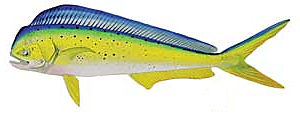 The Dolphinfish