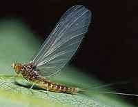 Blue winged olive mayfly with slate blue coloured wings