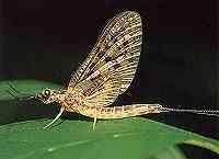 The Heptageniidae family of mayfly insects can be imitated by the Light Cahill mayfly dun