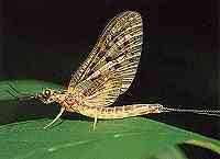 The light Cahill Mayfly featherwing spinner is a good imitation of this natural insect