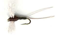 Trico Dry Fly pattern for Brown and Rainbow trout fishing