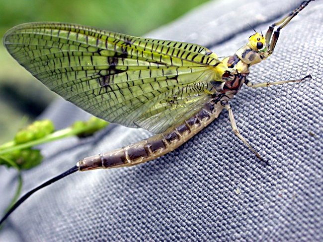 The Green Drake fly