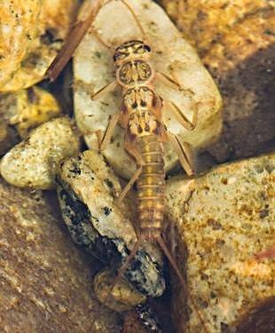 The Golden Stonefly Nymph 