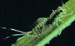 The transulcent Mayfly nymph appears to take on the Olive colour of its surroundings to hide from trout