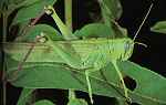 Green grasshopper