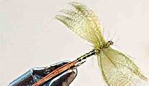 Green Drake Mayfly Spinner fly pattern