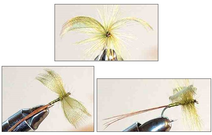 Green Drake Fanwing Mayfly Spinner for trout fishing
