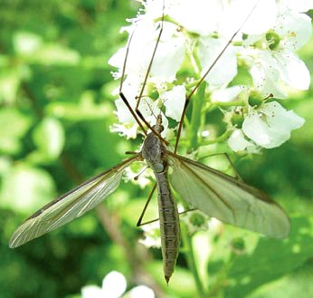 the Green body daddy longlegs crane fly