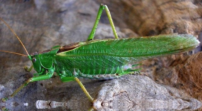 Green Hopper Dry Fly for Brown and Rainbow trout fishing