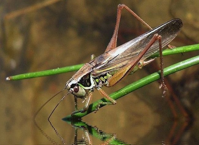 This is the type of grasshopper that the Daves hooper fly pattern is ideal for imitation when fishing for trout