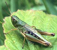 Green Hopper Dry Fly will imitate this grasshopper