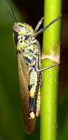Olive grasshopper