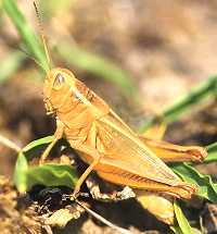 yellow grasshopper