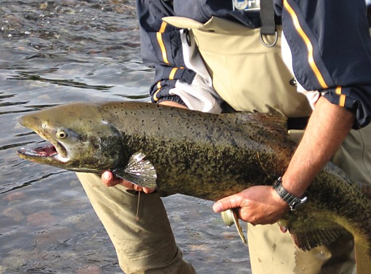 This female king salmon was caught on a red and orange alaskabou fly pattern