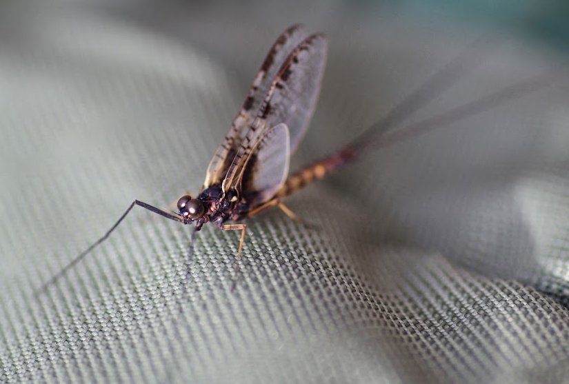 The light Cahill Mayfly featherwing spinner is a good imitation of this natural insect