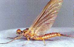 The Natural Light Hendrickson mayfly dun