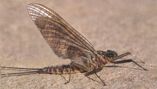 March Brown mayfly